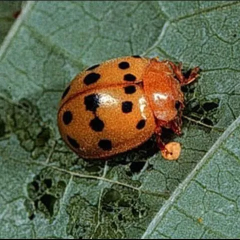 thumbnail for publication: Mexican Bean Beetle (suggested common name), Epilachna varivestis Mulsant (Insecta: Coleoptera: Coccinellidae)